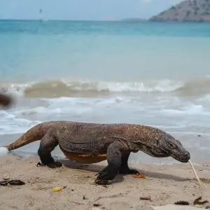 Komodo Dragon