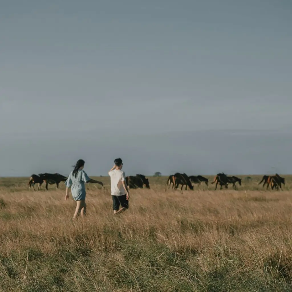 a great landscape full of wild horses in purukambera savanna east sumba