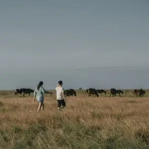 a great landscape full of wild horses in purukambera savanna east sumba